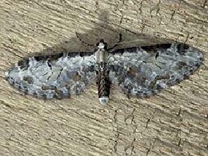 Eupithecia ravocostaliata