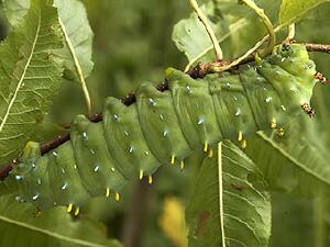 Hyalophora cecropia