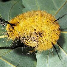 Acronicta americana