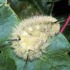 Acronicta americana