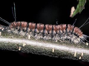 Acronicta insita