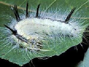 Acronicta lepusculina