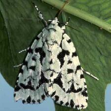 Acronicta fallax