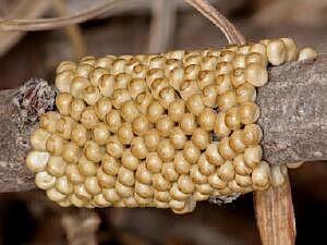 Hemileuca maia