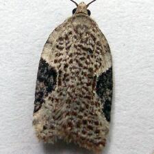 Acleris negundana