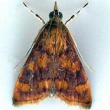 Pyrausta phoenicealis