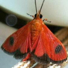 Pyrausta cardinalis