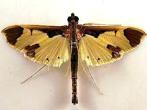 Syllepis marialis