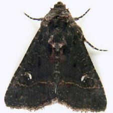 Condica albigera