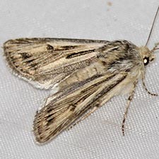 Agrotis daedalus