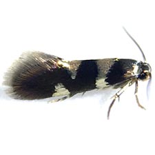 Antispila nysaefoliella