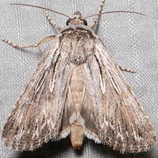 Sympistis riparia