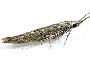 Coleophora texanella