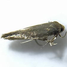 Periploca nigra