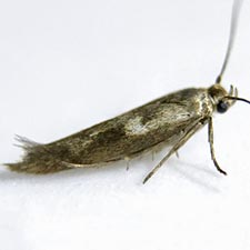 Scythris trivinctella