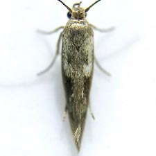 Scythris trivinctella