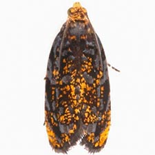 Olethreutes auricapitana