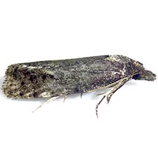 Phtheochroa baracana