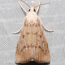 Calamotropha cf. paludella