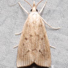 Calamotropha cf. paludella