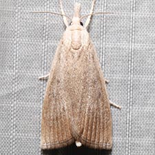 Calamotropha cf. paludella