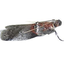 Acrobasis comptoniella