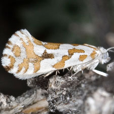 Ypsolopha angelicella