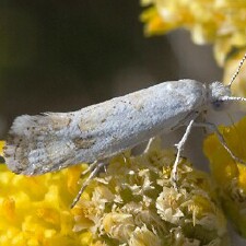 Ypsolopha angelicella