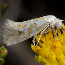 Ypsolopha angelicella