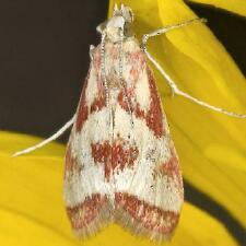 Noctueliopsis aridalis