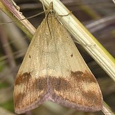 Pyrausta semirubralis