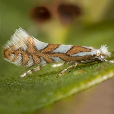 Phyllonorycter manzanita