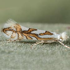 Phyllonorycter manzanita