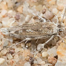 Areniscythris brachypteris