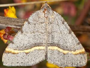 Macaria austrinata