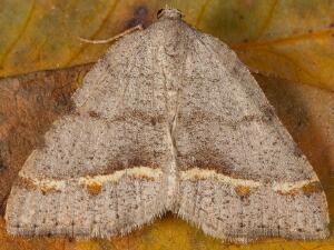 Macaria austrinata