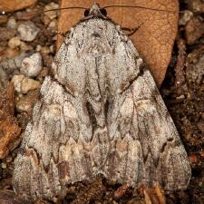 Catocala violenta