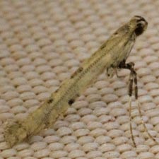 Caloptilia alnivorella