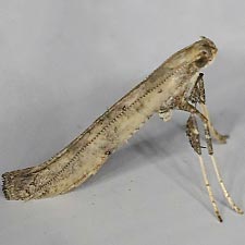 Caloptilia populetorum