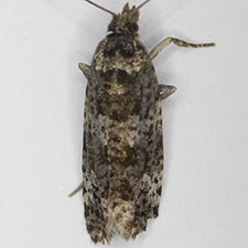 Argyroploce aquilonana
