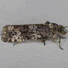 Argyroploce aquilonana