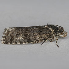 Olethreutes bowmanana