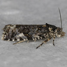 Olethreutes bowmanana