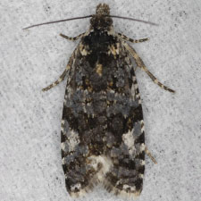 Olethreutes bowmanana