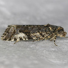 Olethreutes bowmanana