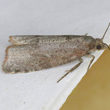 Gypsonoma nebulosana