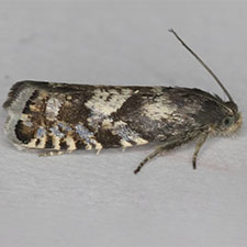 Grapholita aureolana