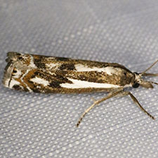 Crambus alienellus