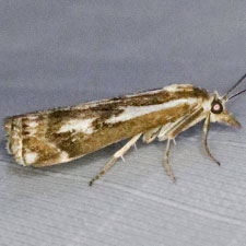 Crambus alienellus