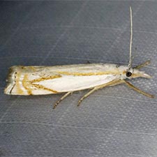 Crambus lyonsellus